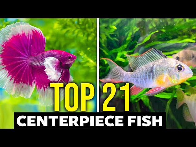 Top 21 Centerpiece Fish (For ALL Aquarium Sizes)