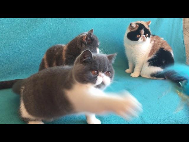 Exotic shorthair cats