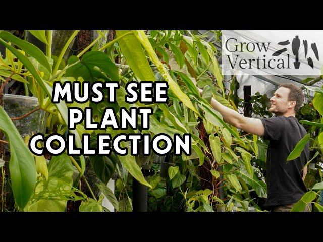 AMAZING PHILODENDRON COLLECTION - a tour of the Grow Vertical Greenhouse