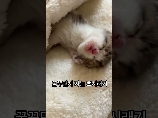 코코넨네