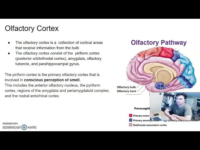 Chemoreception - Presented by Matthew Lozancich