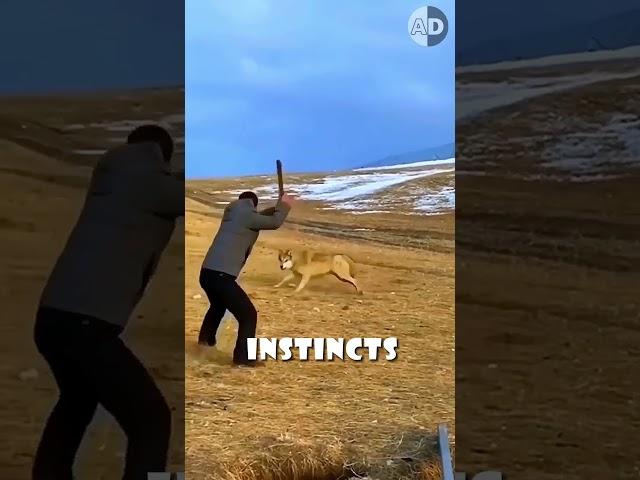 You Can't Pet a Wolf: The Instincts That Keep Wolves Wild 