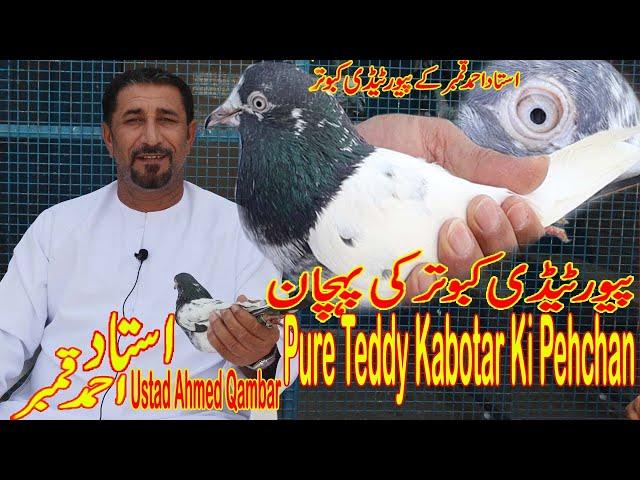 Teddy Kabotar Ki Pehchan|Ustad Ahmed Qambar|Informative Video|Asal Teddy Kabotar|Sakhi Waley Teddy|