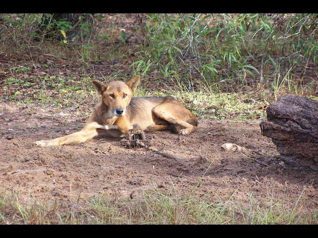 Wild dogs of the Ripley Valley - "The Dogs are Back"