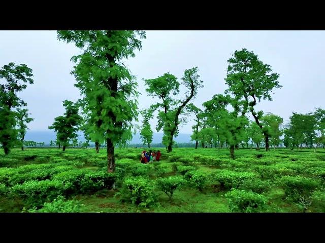 Jaflong,Tea Garden, Sylhet ll Free stock footage l Free 4k Drone Video no Copyright (Hakaluki)