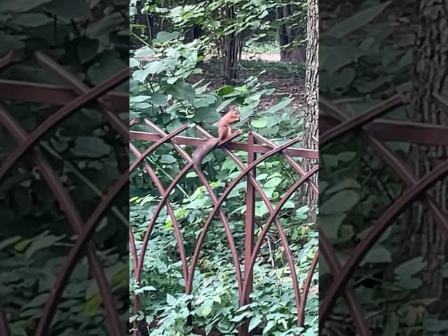 #детскийканал #белка #влог #белочка #белкавпарке