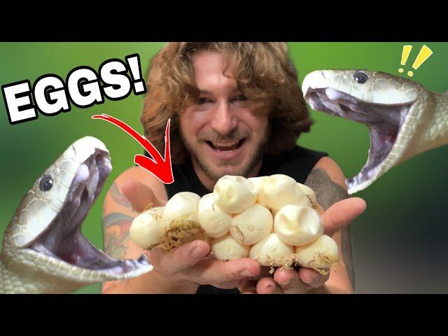 Black Mamba EGGS!!