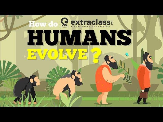 How Do Humans Evolve | Extraclass.com