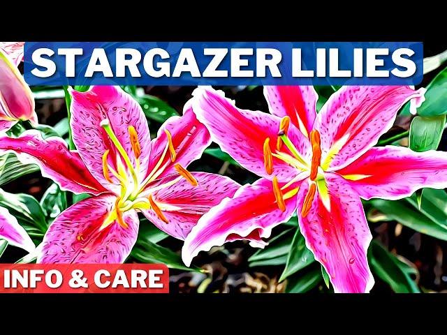 Stargazer Lilies Info and Care | How To Grow Stargazer Lilies | Stargazer Lily Bulb Planting