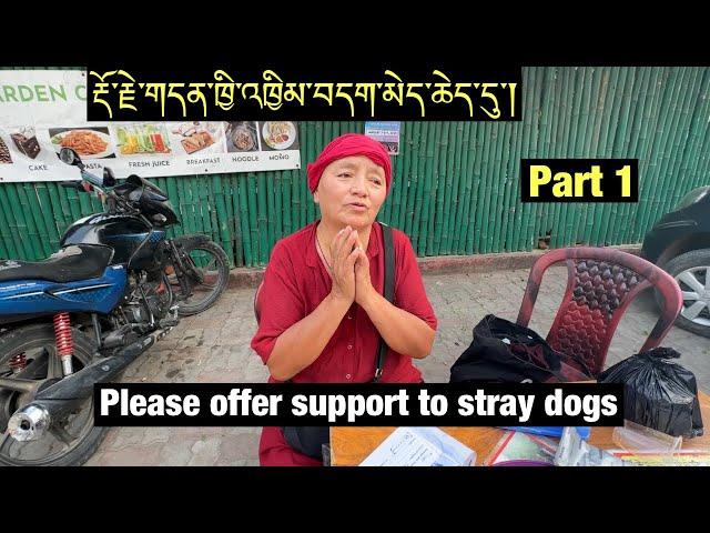 Ani Gayang Lhamo || Feeding The Voiceless - Stray Dogs || BodhGaya || part 1 || Tibetan Vlogger