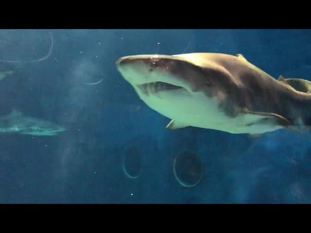 Giant Shark in Oarai Aqua World