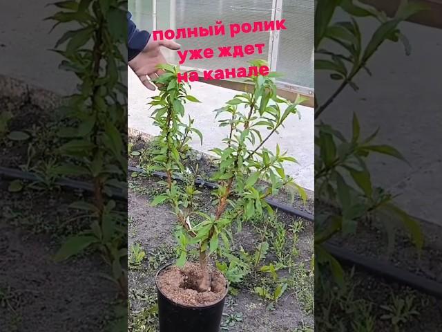 посадка садовых деревьев #сад #садоводничество #огород #дача #колоновидныедеревья #вишня #слива