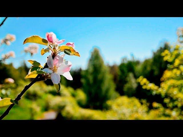 Attaining the Characteristics of the Most Merciful (Rahman) | Mufti Abdur-Rahman ibn Yusuf