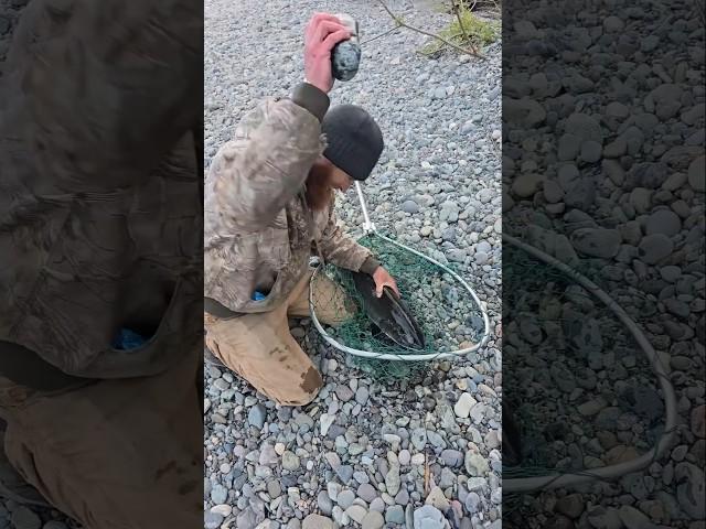 Is this the best way to kill a salmon? was it humane?