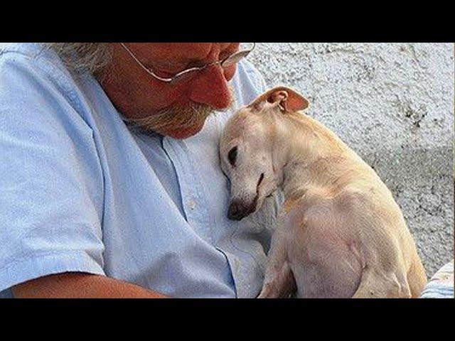 50 Moments when your dog shows love to you and warms your heart! ️