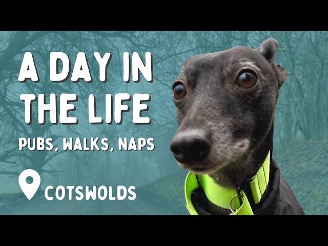 A day in the life of my whippet || The Cotswolds || VLOG #2