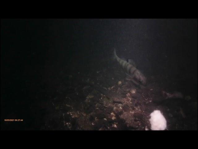 Fische im Teltow Kanal unter Wasser gefilmt  -  Grundeln, Barsch, Groppe?, Rotauge(PART1)