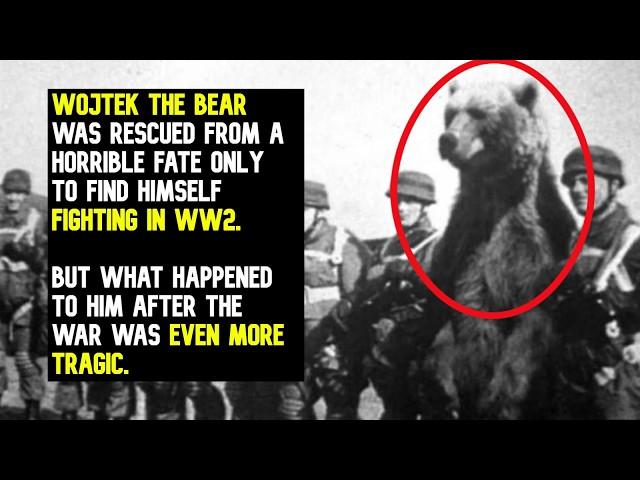 The Bear Who Outranked Most WW2 Soldiers