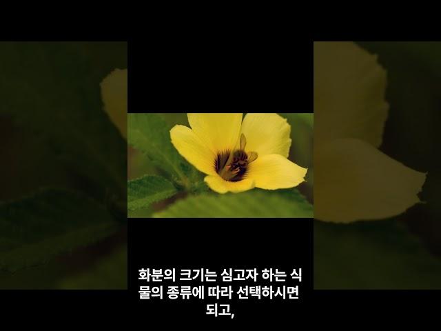 초보자를 위한 홈 가드닝 가이드