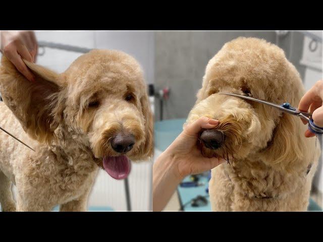 Goldendoodle full Grooming (vertical video)