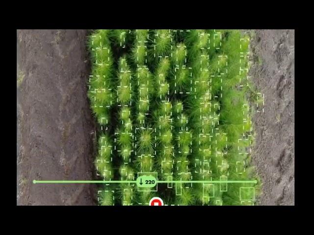 Tracking and counting seedlings using AI in a forestry nursery.