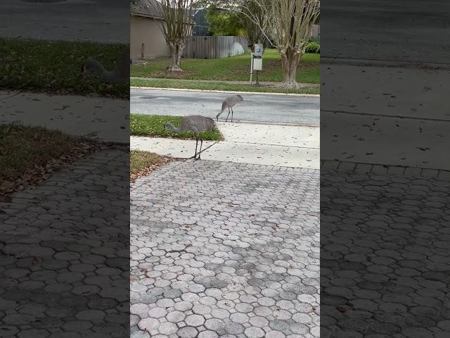 Florida’s Sandhill Cranes: A Peaceful Walk & Snack  #birds #walk #cranes