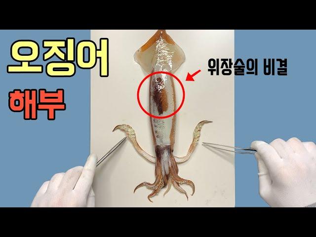 위장술이 가능한 오징어의 놀라운 신체 비밀!! - 오징어 해부