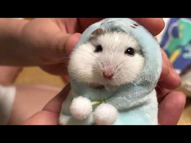 Funny Hamsters Videos Collection | Funny and Cute Moment of the Animals