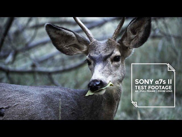 4K Test Footage for Sony a7s II with Sony 24-240mm Zoom Lens