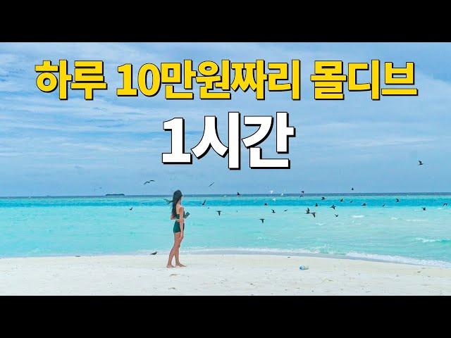  절대 비쌀 필요 없는, 5일간의 몰디브 여행 1시간 몰아보기