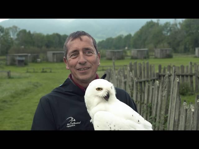 Schnee-Eule Hedwig überrascht Familie mit Harry Potter Buchlieferung