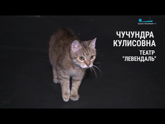 Чучундра Кулисовна — пушистая «котосотрудница» театра «Левендаль»