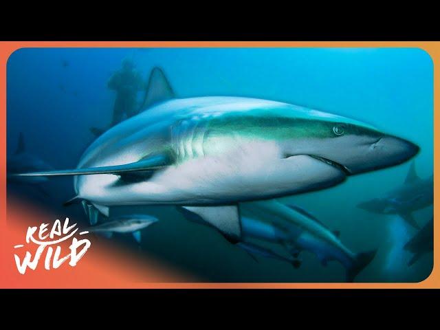 2 Hours of Deep Sea Diving And Swimming With Blacktip Reef Sharks