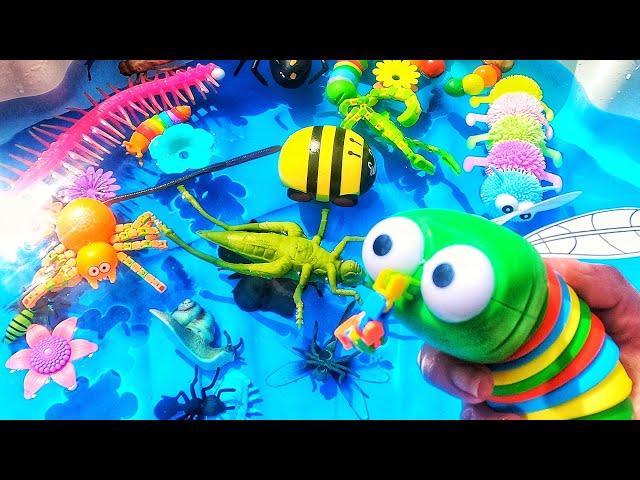 Learn bug insect names for babies toddlers preschoolers kids