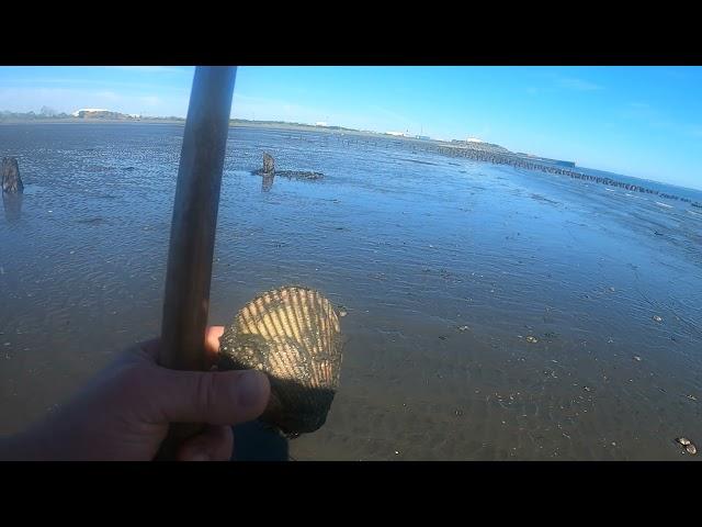 Raking Cockles in Grays Harbor Washington State