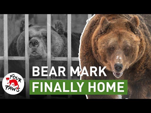 Bear Mark is finally home! ️