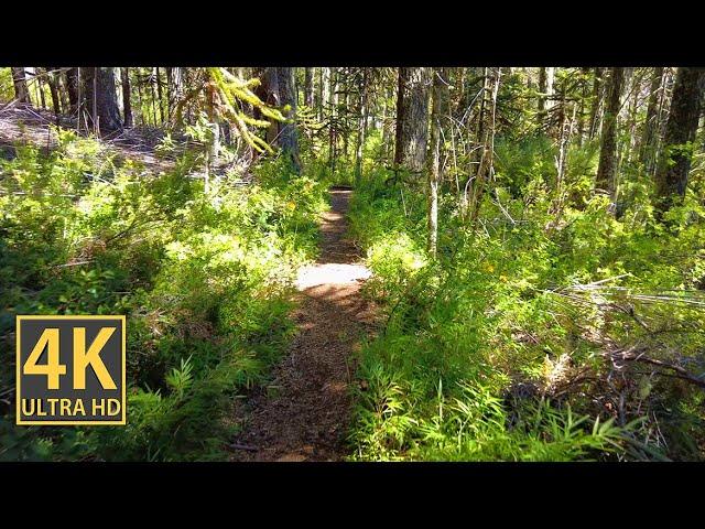 Bamboo Forest Nature Walk 4K (With Ambient Nature Sounds And Music)