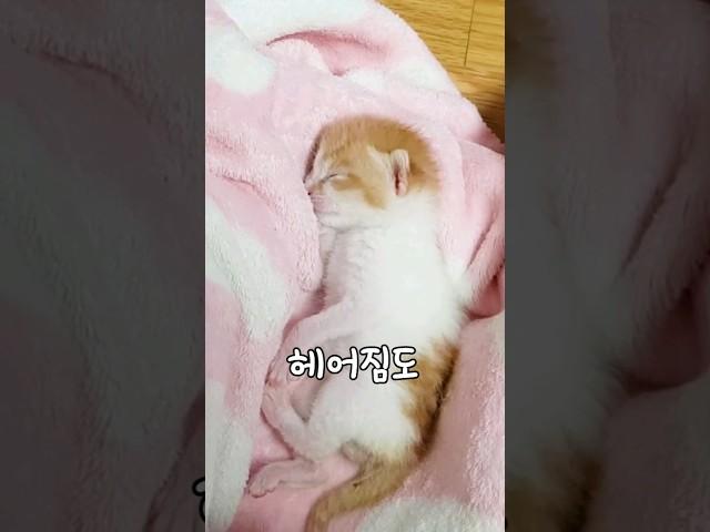 고양이 무지개다리 고양이별로 떠나기전 7가지 증상 #shorts