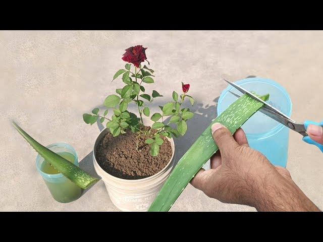 100 % Natural and effective liquid fertilizer for any plants | Best organic fertilizer