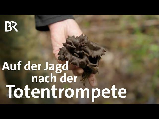 Aus der Natur in die Vorratskammer: Kochen mit Totentrompeten | Pilze | Schwaben & Altbayern | BR