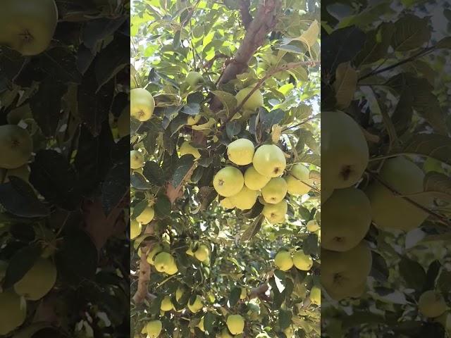 Apple Orchard .  #kashmir #apple #garden #pahalgam #life #amarnath