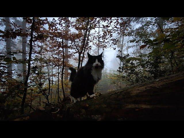 Norwegian Forest Cat: Odin in "Out of the Dark into the Light"