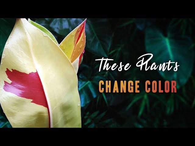 Yes, This is a Real Houseplant! | Top 10 Best Color-Changing Philodendron