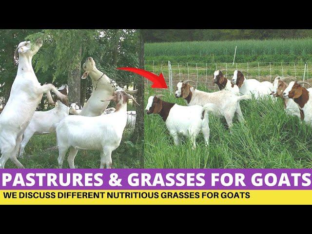 Goat Farming, Nutritious Pastures and Grasses For Goats On Zero Grazing