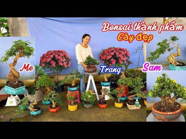 Cây cảnh Bonsai Thành phẩm nhiều loại,khế,me,sam..13/11 0334270232.Bích-Nhung