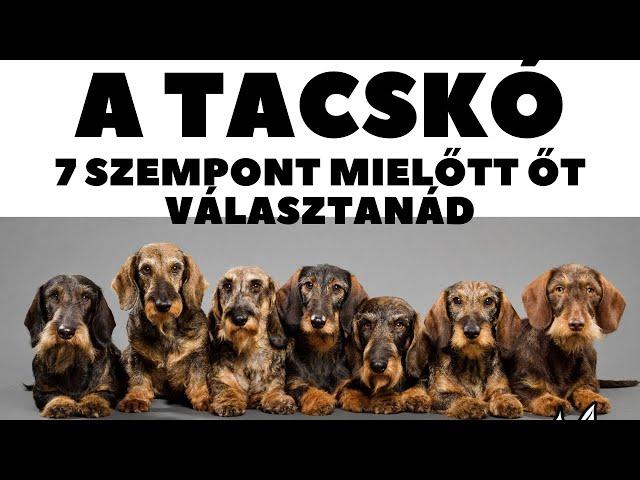 Mielőtt kutyát vennél - A TACSKÓ - 7 fontos szempont.  DogCast TV