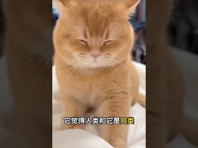 貓咪如何去理解，家庭成員的！