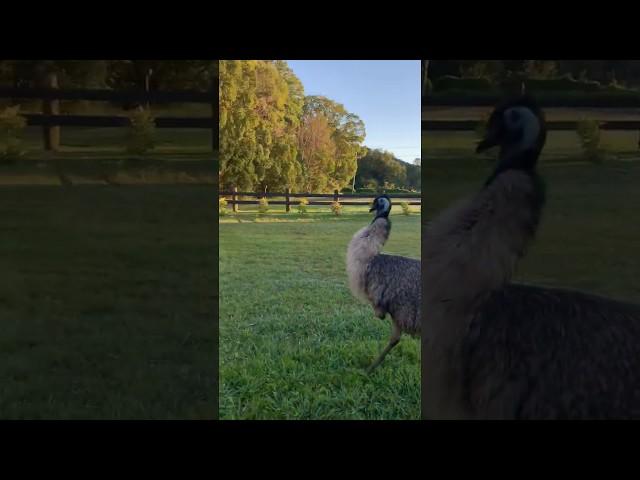 Emu love.