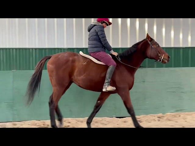 Adoptable Horses from SecondStride.org Myopic December 2024 farm hack