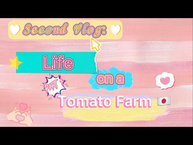 Life on a tomato farm Part (1/2) | wendz diary